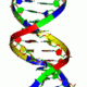 Dna doublehelix imglibpdb 1bna prepi 4