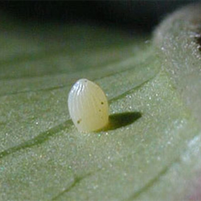 Timeline: Timeline of the monarch butterfly