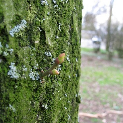 Timeline: URBAN CHRONOLOGY_Woody Trees and Shrubs of New York City