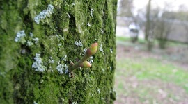 Timeline: URBAN CHRONOLOGY_Woody Trees and Shrubs of New York City