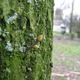 Winter tilia tomentosa  silver linden