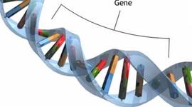 Timeline: Matt Green: Mr.Wolfgangs Gene time