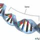 Gene dna