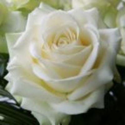 Timeline: War of the Roses ( White Roses vs. Red Roses)