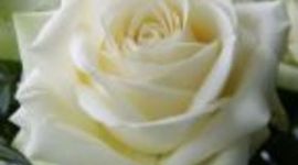 Timeline: War of the Roses ( White Roses vs. Red Roses)