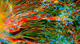 Timeline: Stem Cell Research in the United States