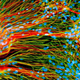 Stem cell