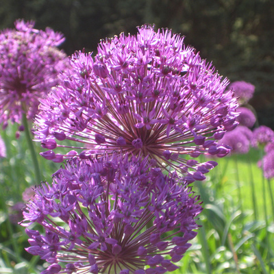 Timeline: New York Plants and Other Stuff