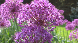 Timeline: New York Plants and Other Stuff