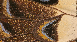 Timeline: Monarch Butterfly Migration