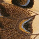 797px butterfly wing close up