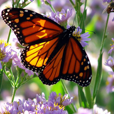 Timeline: Life Cycle Of a Butterfly