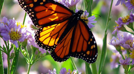 Timeline: Life Cycle Of a Butterfly