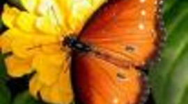 Timeline: Life Cycle of a Butterfly