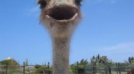 Timeline: Joey Garrisons  Official Social Studies Timeline