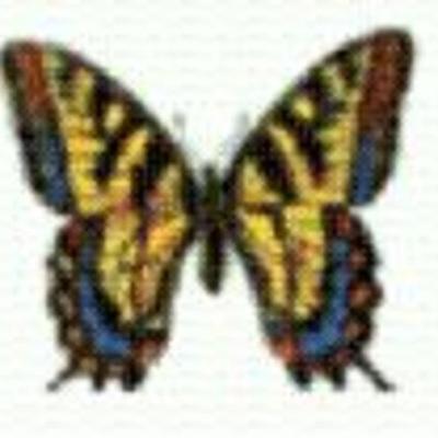 Timeline: Butterfly Life cycle