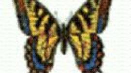 Timeline: Butterfly Life cycle