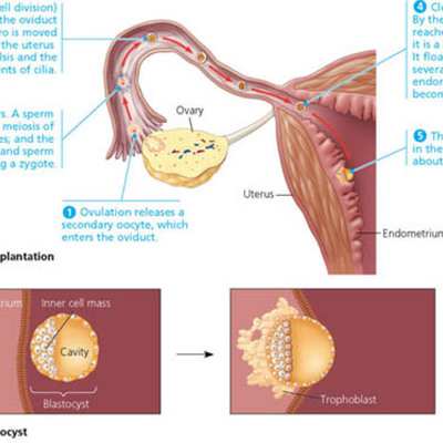 Timeline: Biol1040 - Developmental Biology