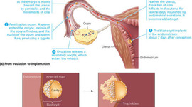 Timeline: Biol1040 - Developmental Biology