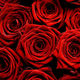 Red roses photo