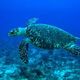 250px hawksbill turtle