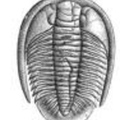 Timeline: Cambrian