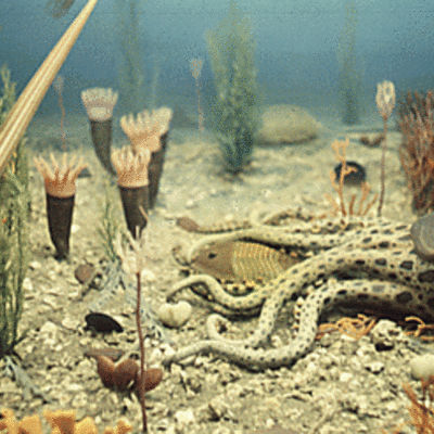 Timeline: Ordovician Period