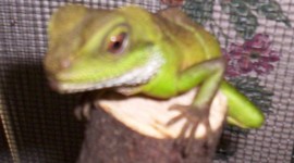 Timeline: Sarahs first timeline