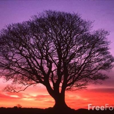 Timeline: The Great Tree of Avalon: Child of the Dark Prophecy