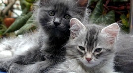 Timeline: Canadian Event