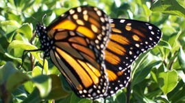 Timeline: Life Cycle of a Butterfly