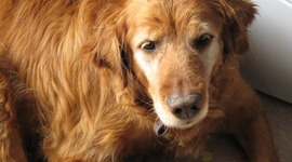 Timeline: The Rise of the Roman Republic