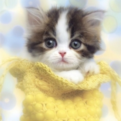 Timeline: ComArts - Jessica Noble