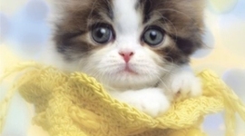 Timeline: ComArts - Jessica Noble