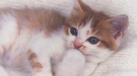 Timeline: Emma's   timelines