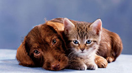 Timeline: Amy's time line