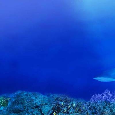 Timeline: Extinct, Endangered, and Threatened Marine Mammals