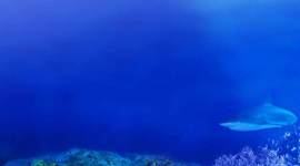 Timeline: Extinct, Endangered, and Threatened Marine Mammals