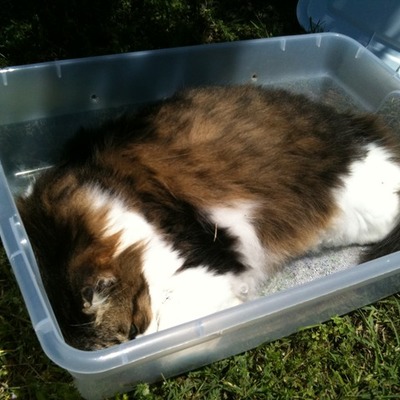 Timeline: Whisker's Decomposition