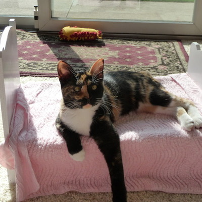 Timeline: The Life of the Cats of Baas