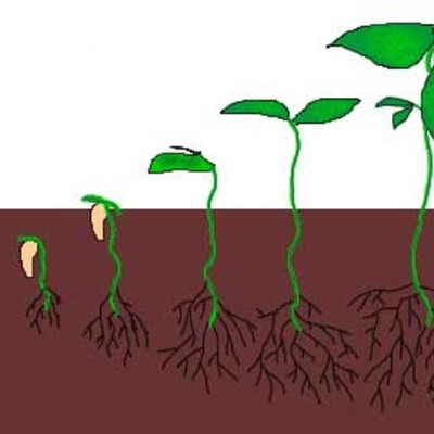 Timeline: The Germination of the English Language