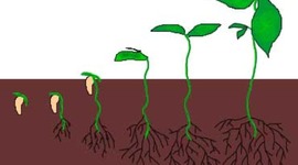 Timeline: The Germination of the English Language