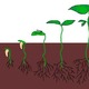 Germination