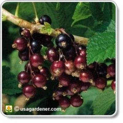 Timeline: Blackcurrant growth timeline