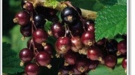 Timeline: Blackcurrant growth timeline