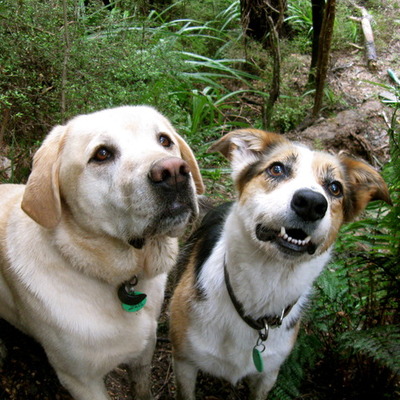 Timeline: A week in the life of my dogs