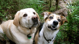 Timeline: A week in the life of my dogs