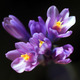 Flowerproject
