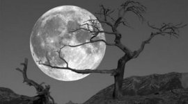 Timeline: Jucemir  -  fotos