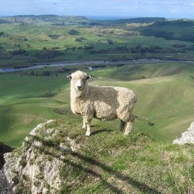 Timeline: History of New Zealand